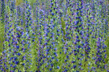 Quello che c’è da sapere sull’erba viperina o viperina azzurra, un’erba selvatica nota per le proprietà medicinali