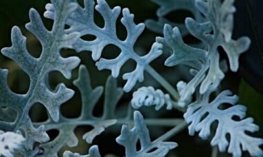 I segreti della cineraria: ecco la guida alla coltivazione di questa pianta ornamentale