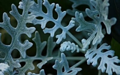 I segreti della cineraria: ecco la guida alla coltivazione di questa pianta ornamentale