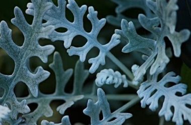 I segreti della cineraria: ecco la guida alla coltivazione di questa pianta ornamentale