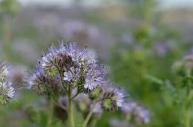 Conoscere e coltivare la facelia, la pianta che salva le api