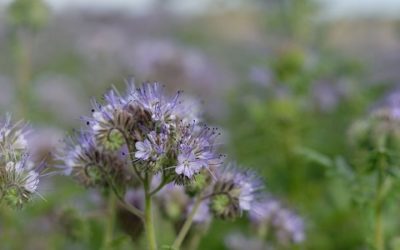 Conoscere e coltivare la facelia, la pianta che salva le api