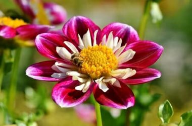 Zinnia: tutto su questo splendido fiore che piace alle farfalle