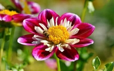 Zinnia: tutto su questo splendido fiore che piace alle farfalle
