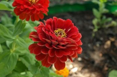 Zinnia: tutto su questo splendido fiore che piace alle farfalle