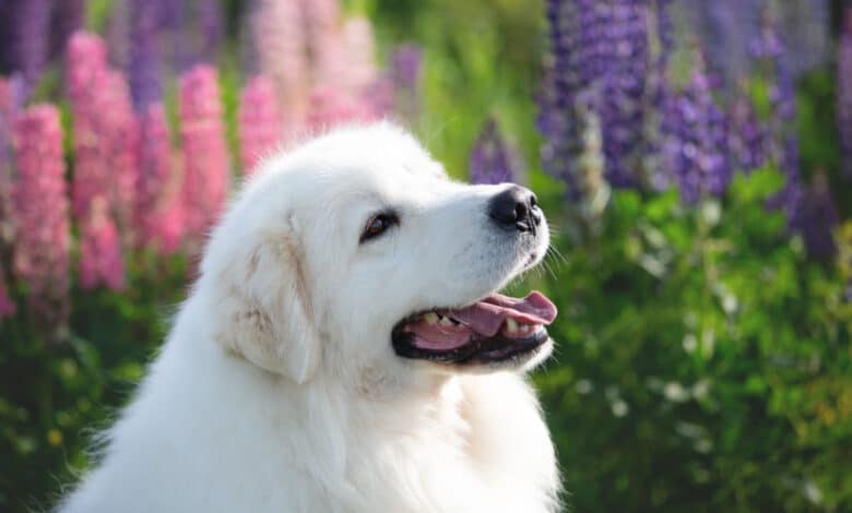 cane pastore maremmano