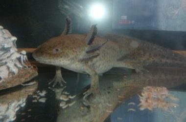 Tutti pazzi per l’axolotl o assolotto, la salamandra messicana che sembra uscita da un cartone animato