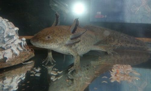 Axolotl O Assolotto Caratteristiche E Cura Della Salamandra Messicana