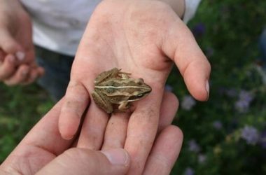 Rana: caratteristiche, cure e cose da sapere per allevare una rana domestica