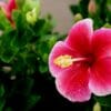 Ibisco: pianta, coltivazione e proprietà benefiche