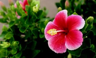 Ibisco: pianta, coltivazione e proprietà benefiche