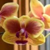 Ibrido e incrocio delle piante: cosa sono e quali differenze in giardinaggio