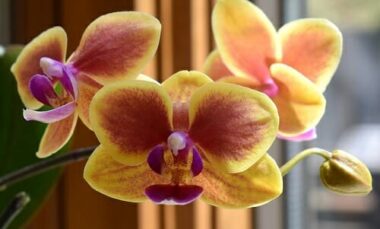 Ibrido e incrocio delle piante: cosa sono e quali differenze in giardinaggio