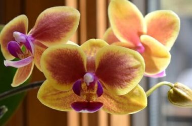 Ibrido e incrocio delle piante: cosa sono e quali differenze in giardinaggio