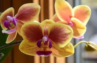 Ibrido e incrocio delle piante: cosa sono e quali differenze in giardinaggio