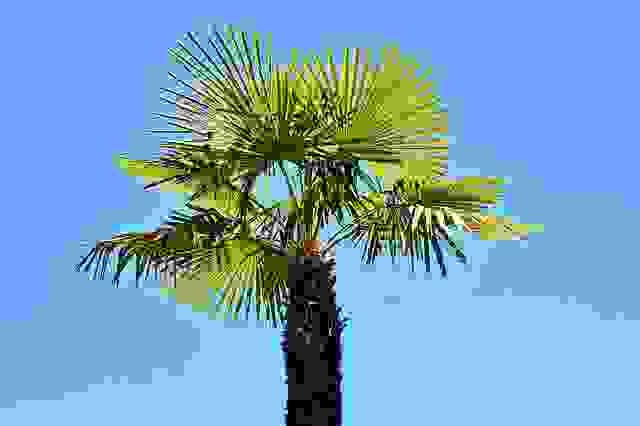come coltivare semi di yucca prostata come coltivare semi di yucca prostata