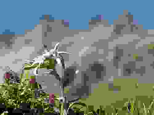 stella alpina specie protetta