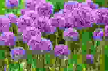Allium: un bulbo che produce dei magnifici fiori dal forte odore di aglio