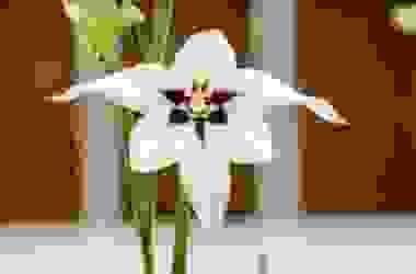 Acidanthera: caratteristiche e cura di questa bulbosa dagli eleganti fiori bianchi