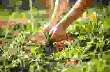 Piante infestanti e terreno: ecco alcune piante che ci dicono molto del nostro giardino
