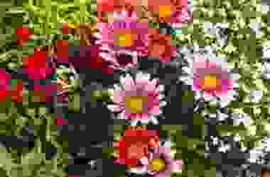Gazania, come si cura questa pianta dai fiori simili alle margherite