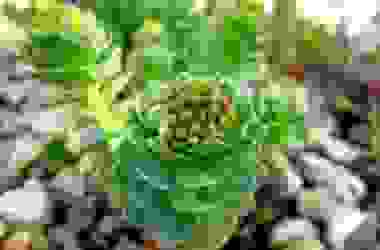 Giardino roccioso: come si realizza e con quali piante e materiali