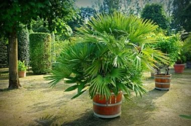 Guida alla palma da giardino, una delle piante ornamentali più apprezzate