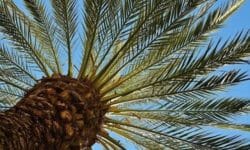 Guida alla palma da giardino, una delle piante ornamentali più apprezzate
