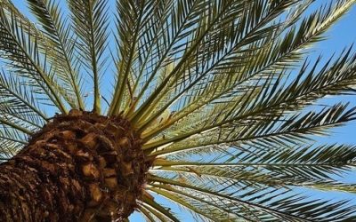 Guida alla palma da giardino, una delle piante ornamentali più apprezzate