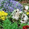 Giardino roccioso: come si realizza e con quali piante e materiali