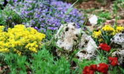 Giardino roccioso: come si realizza e con quali piante e materiali