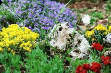 Giardino roccioso: come si realizza e con quali piante e materiali
