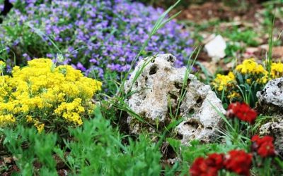 Giardino roccioso: come si realizza e con quali piante e materiali