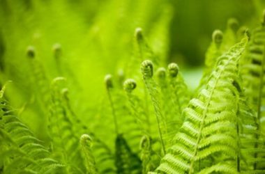 Felci: eleganti piante ornamentali che necessitano di umidità