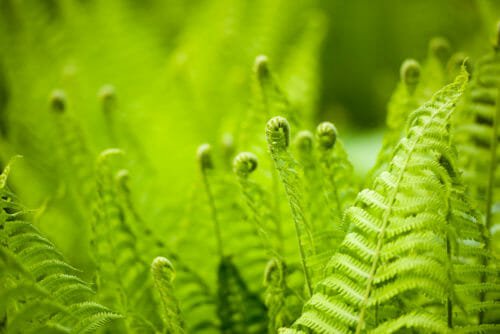 Felci: eleganti piante ornamentali che necessitano di umidità