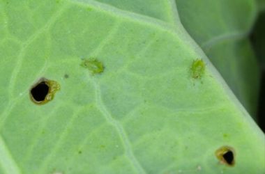 Alcol d’aglio: come fare in casa l’insetticida naturale a base di aglio