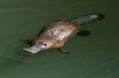 I segreti dell’ornitorinco, uno degli animali dall’aspetto più insolito