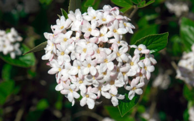 Viburno: come coltivare questo arbusto forte e ricco di fiori ... Malattie del viburno lucido