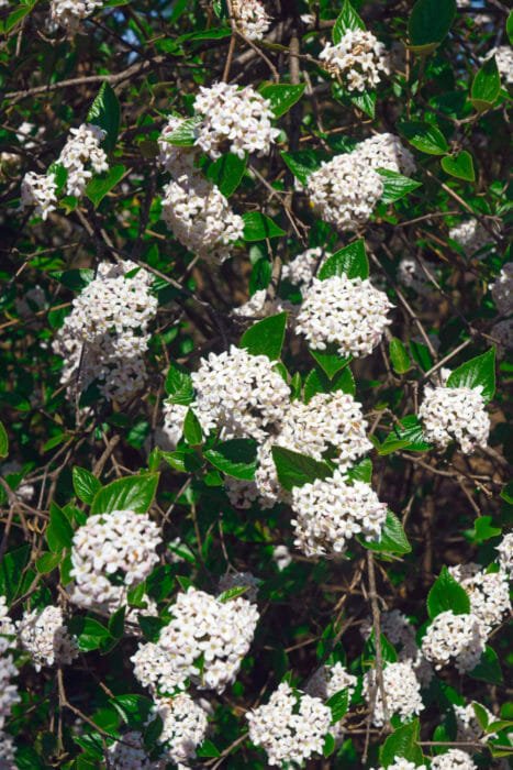 Viburno: come coltivare questo arbusto forte e ricco di fiori ... Malattie del viburno lucido