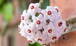 Hoya, detta anche fiore di cera: scopriamo tutto su questi fiori ad ombrello dall’odore dolciastro