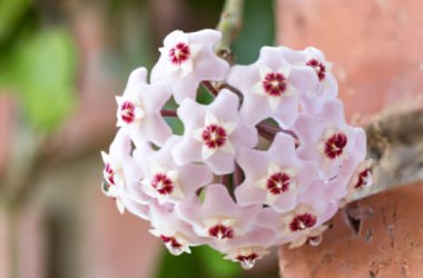Hoya, detta anche fiore di cera: scopriamo tutto su questi fiori ad ombrello dall’odore dolciastro