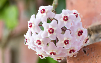 Hoya, detta anche fiore di cera: scopriamo tutto su questi fiori ad ombrello dall’odore dolciastro