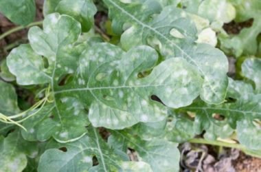 Oidio: che cos’è e come si manifesta questo fungo e quali metodi naturali per combatterlo