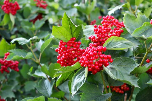 Viburno: come coltivare questo arbusto forte e ricco di fiori ... Malattie del viburno lucido