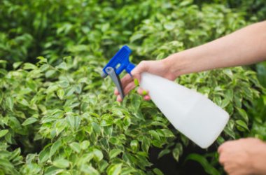 Alcol d’aglio: come fare in casa l’insetticida naturale a base di aglio