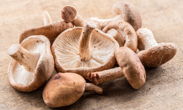 Funghi shiitake:
