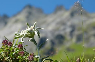 Stella alpina: scopriamo la sua leggenda e di quali cure ha bisogno