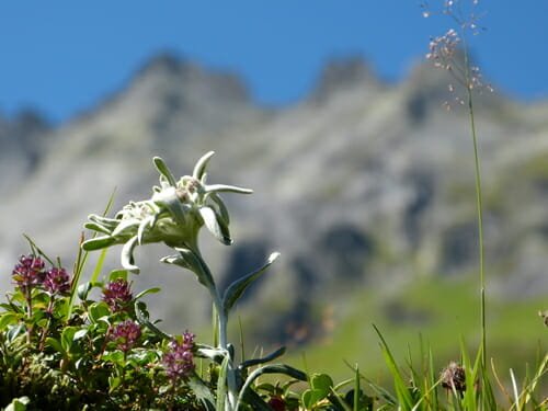 stella alpina specie protetta