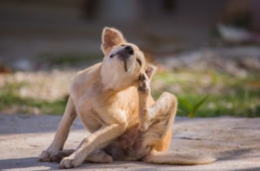 Rimedi naturali contro le zecche degli animali