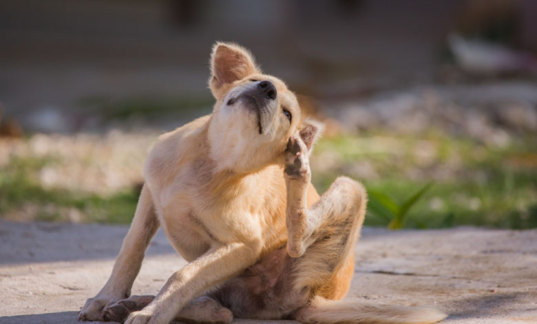 Rimedi naturali contro le zecche